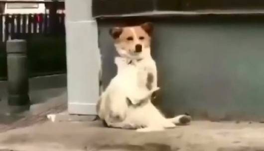 听戏入迷的流浪狗