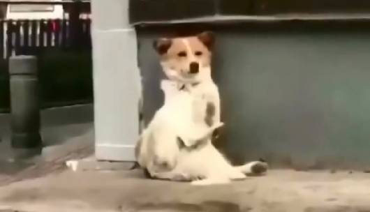 听戏入迷的流浪狗