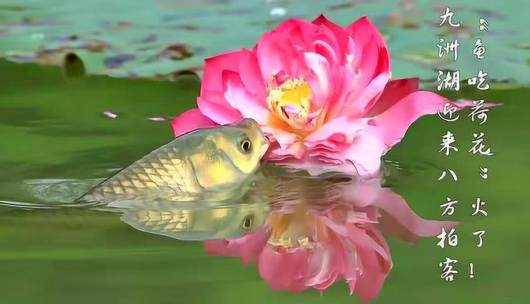 鱼吃荷花
