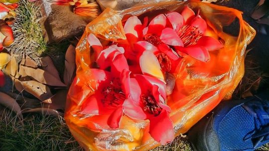 食花记——木棉·紫荆，春天里的花朵