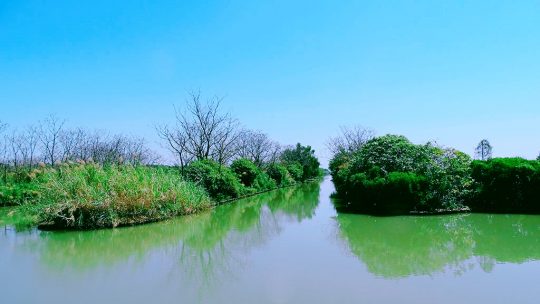 游南沙湿地公园