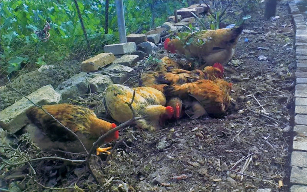 一群鸡