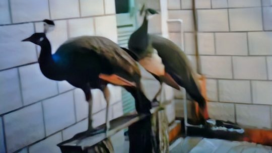 两只孔雀