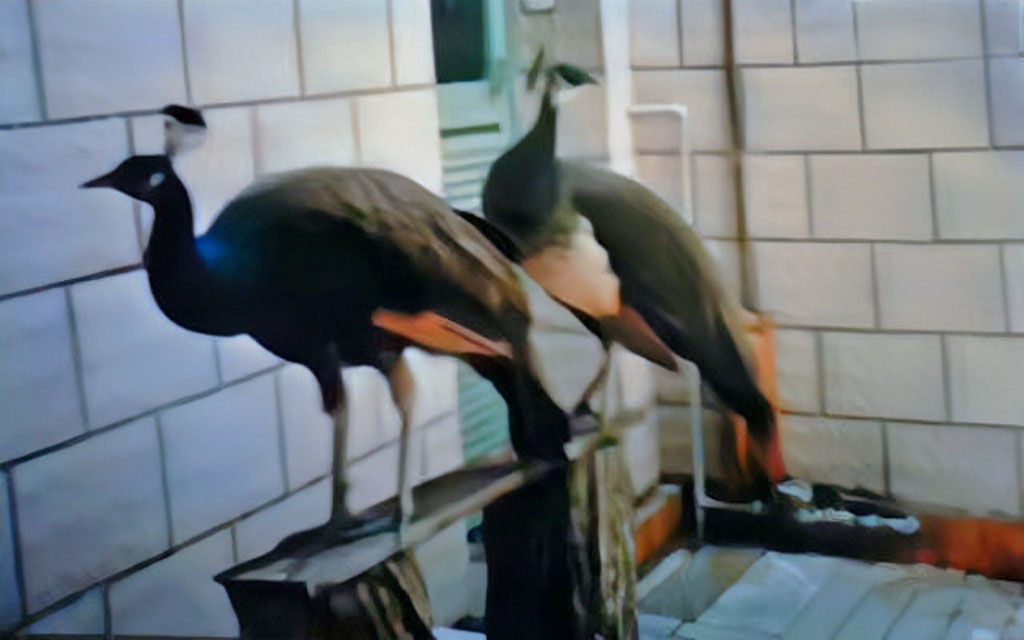 两只孔雀