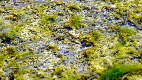 排水沟里的鱼
