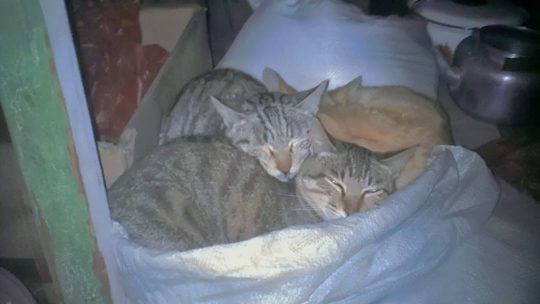 猫军团