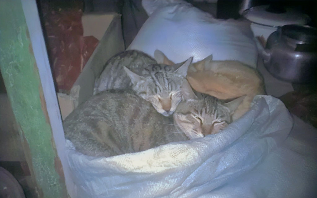 猫军团