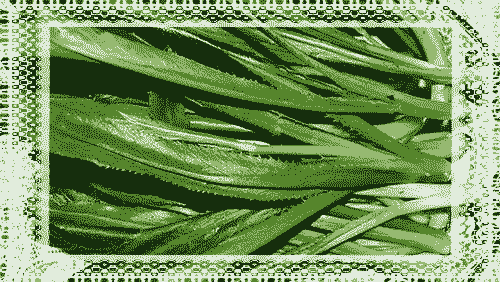 大芫荽