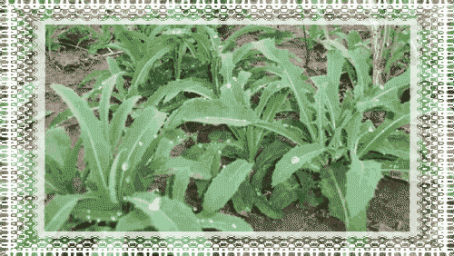 伴着苦麻菜成长