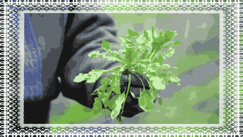 挖荠菜