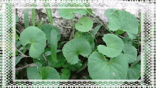 挖老洼儿——马蹄草