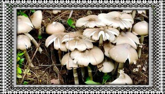 云南人爱吃鸡枞菌的原因