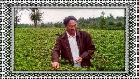 原勐海县纪委员会副书记陈仁明，2009年5月，在茶山采茶